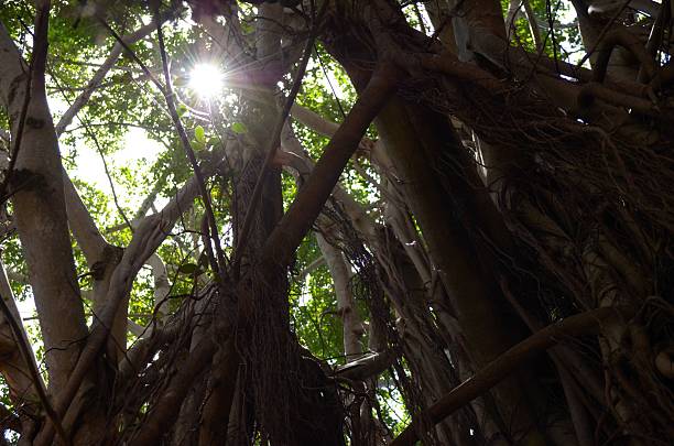 Sun Through Jungle Trees stock photo