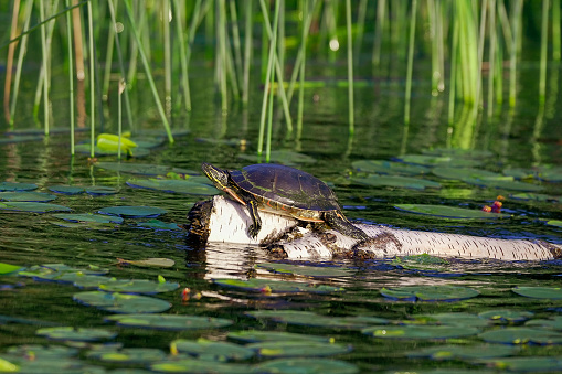 Butternut Lake, WI. Painted turtle sunbathing on birch log in lily and reeds.