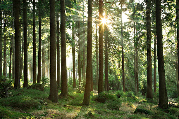 Sunbeams breaking through Natural Spruce Tree Forest at Sunrise stock photo