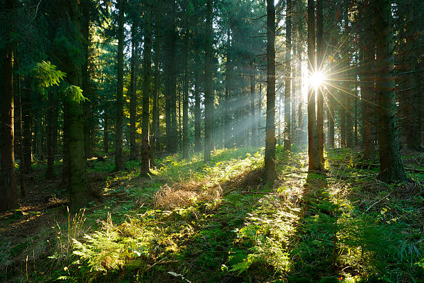 Sunbeams breaking through Spruce Tree Forest at Sunrise stock photo
