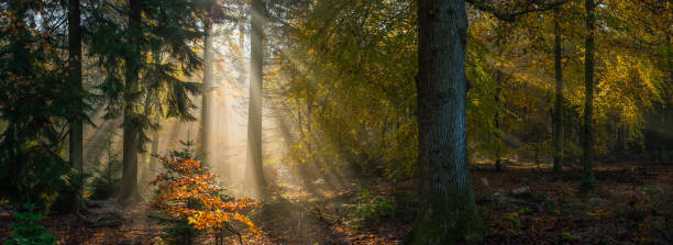 Sunbeams shining through idyllic golden woodland glade forest panorama Golden sunbeams filtering through the forest to illuminate an idyllic wild wood clearing at daybreak. wilderness stock pictures, royalty-free photos & images