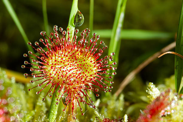 Sundew Sundew (or Drosera) is a beautiful carnivorous plant. This image is an extreme macro shot of the sticky tentacles of this plant. As soon as an insect hits the flower, the tentacles will fold themselves around the poor beastt and it will be digested alive by the enzymes present in the sticky fluid droplets. carnivorous plant stock pictures, royalty-free photos & images