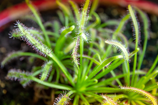 Sundews carnivorous plant. Drosera Capensis close-up view