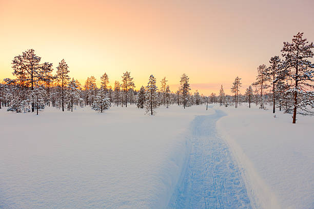 Sundown in winter snowy forest, beautiful landscape Sundown in winter snowy forest, big pine trees covered snow, empty ski way, beautiful winter weather finnish lapland stock pictures, royalty-free photos & images