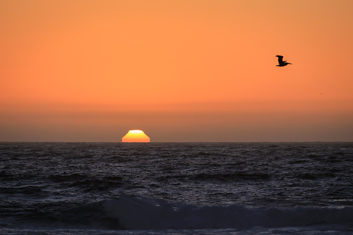 Sunset with Pelican flying.