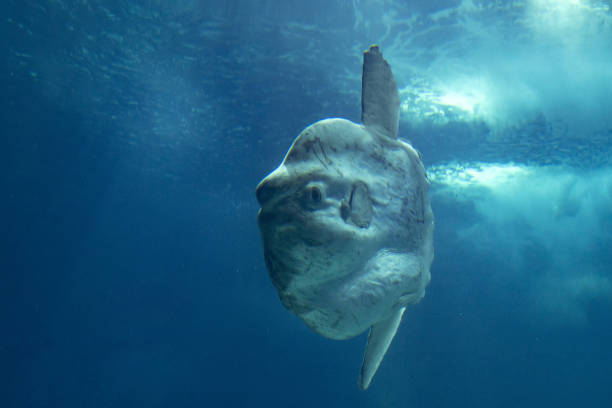 Sunfish mola mola underwater stock photo
