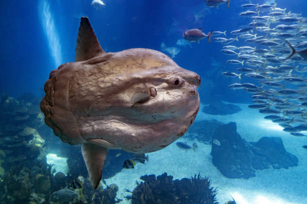 Sunfish underwater close up portrait stock photo