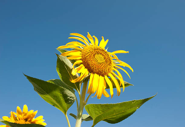 Sunflower against the blue sky stock photo