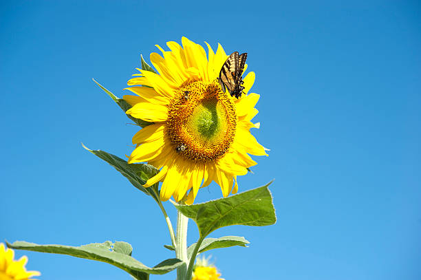 Sunflower and butterfly stock photo