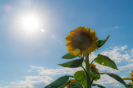 sunflower and sun background photo. Sunflower was taken with a fullframe camera with the sun from the lower angle.