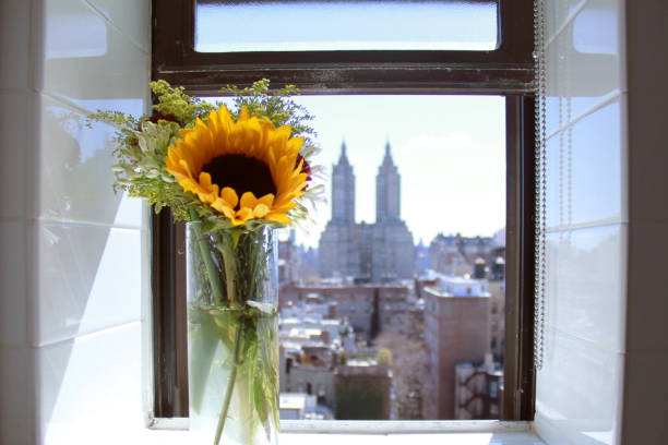 sunflower bouquet on nyc window sill - window, inside apartment, new york imagens e fotografias de stock