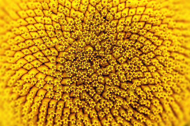 Sunflower Close-up stock photo