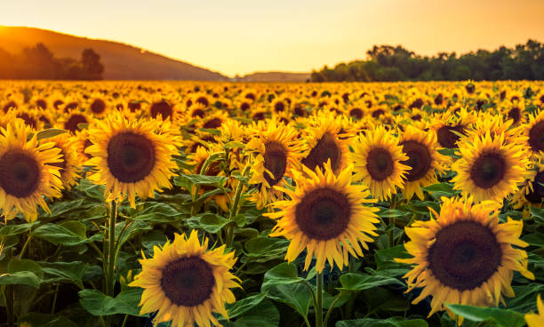 sonnenblumen feld im sonnenuntergang - sonnenblume stock-fotos und bilder