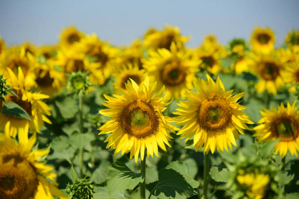 Sunflower field. Farming. Agriculture. Summer. stock photo