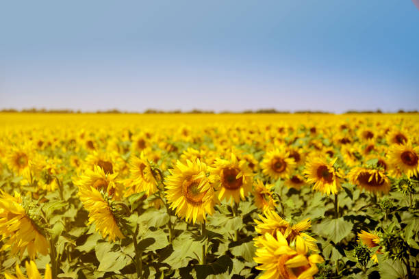 Sunflower field. Farming. Agriculture. Summer. stock photo