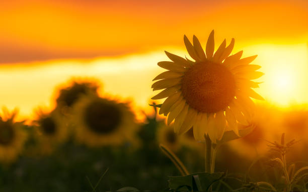 sunflower field in rural minnesota at sunset stock photo