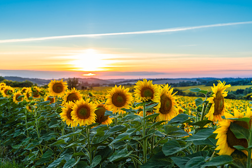 Sunflower Field In The Midwest In Full Bloom At Sunset In France Stock  Photo - Download Image Now - iStock
