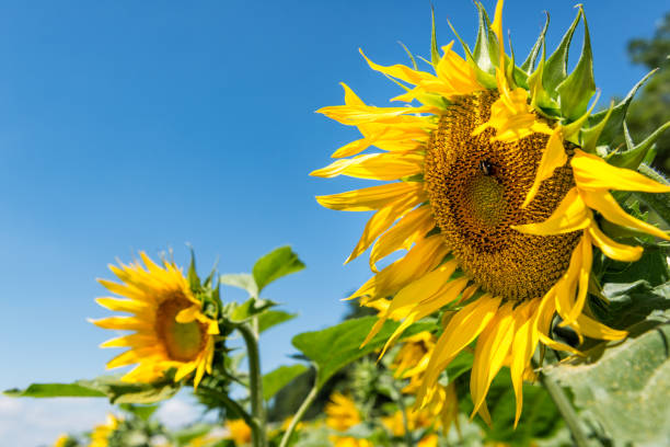 Sunflower field stock photo
