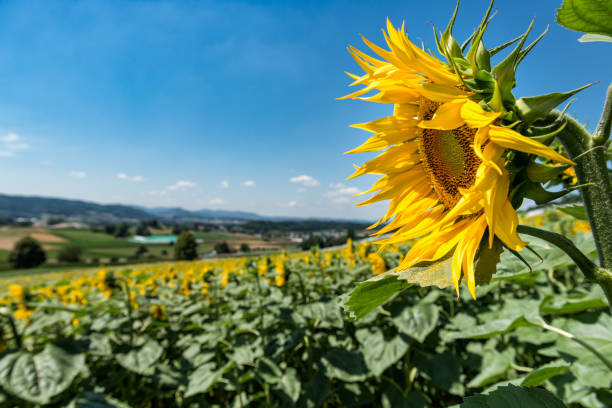 Sunflower field with view into the valley stock photo
