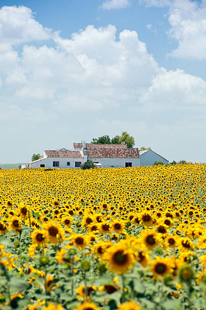 Sunflower fields and spanish house stock photo