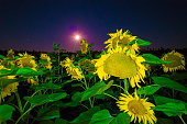 Sunflower fields on a moonlit summer night