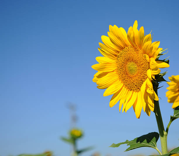Sunflower in a sunny day stock photo