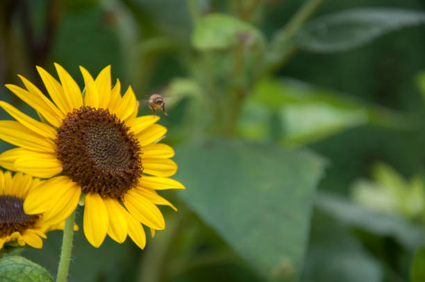 Sunflower in front of green leaves with a bee in front of it stock photo