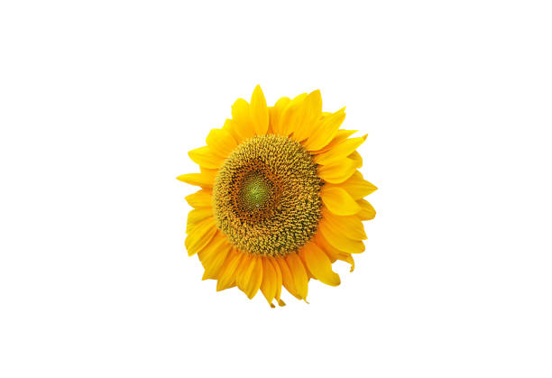 Sunflower isolated on white background stock photo