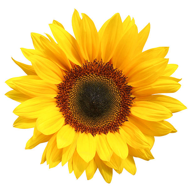 sunflower isolated - flower isolated bildbanksfoton och bilder