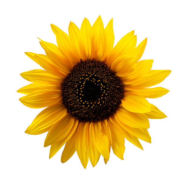 Sunflower Isolated Sunflower Isolated flower part stock pictures, royalty-free photos & images