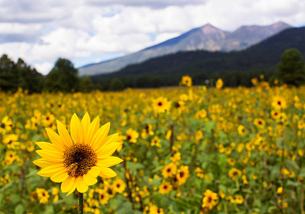 Sunflower Meadow and Mountains Sunflower field with cloudy sky and mountains in background. Bee on sunflower in focus. Taken in Flagstaff, Arizona. Lots of copy space in sky.  flagstaff arizona stock pictures, royalty-free photos & images
