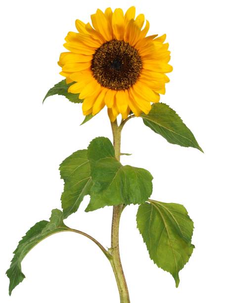 Sunflower on white stock photo