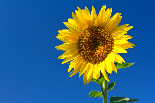 Sunflower against clear summer sky