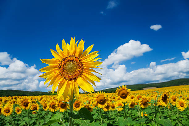 Single Sunflower Stock Photos, Pictures & Royalty-Free Images - iStock