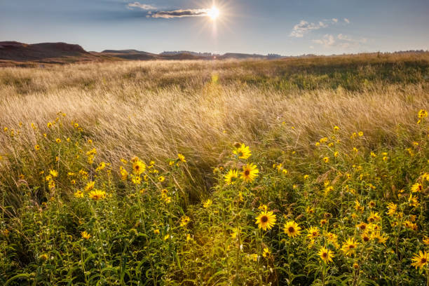 sonnenblume prairie bei sonnenaufgang - south dakota landscape stock-fotos und bilder