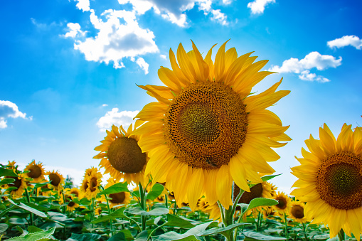 Sunflower seeds. Sunflower field, growing sunflower oil beautiful landscape of yellow flowers of sunflowers against the blue sky, copy space Agriculture