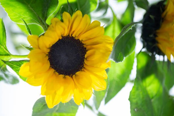 sunflower studio shot with white background stock photo