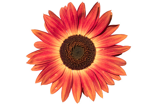 Sunflower  sunny red flower isolated on white.
