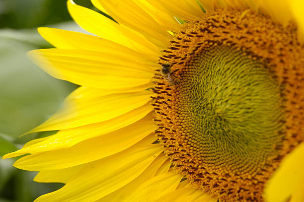 Sunflower with a happy bee stock photo