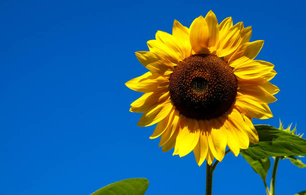 sunflower with blue sky stock photo