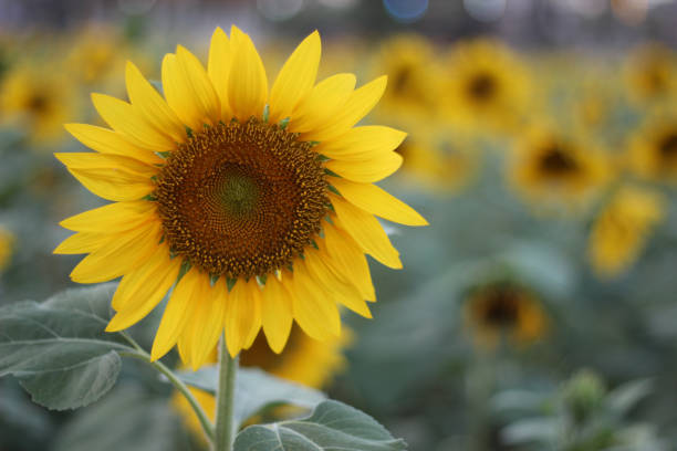 Photo of sunflower, yellow flower Closeup on green background, looks simple and bright.