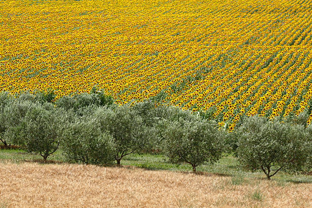 Sunflowers and olive trees stock photo