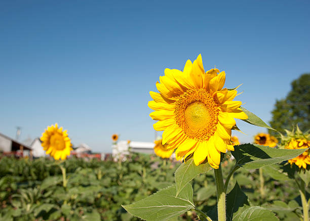 Sunflowers as a pair stock photo
