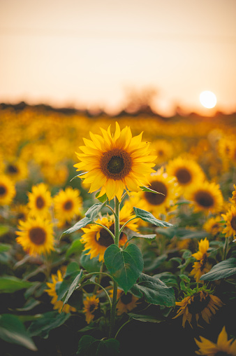 Cluster of sunflowers at sunset with sunset in the background