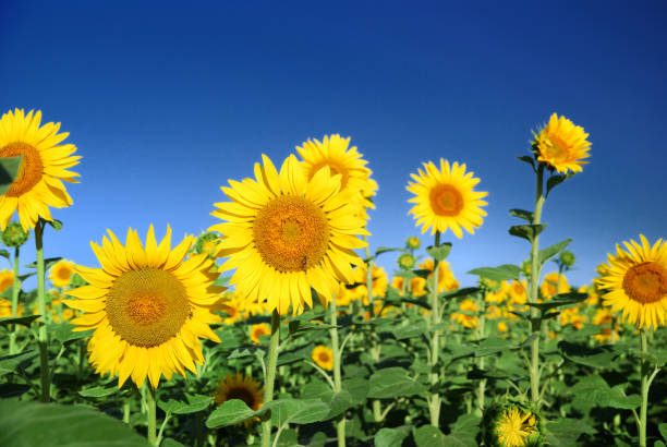 sunflowers at the field in summer stock photo