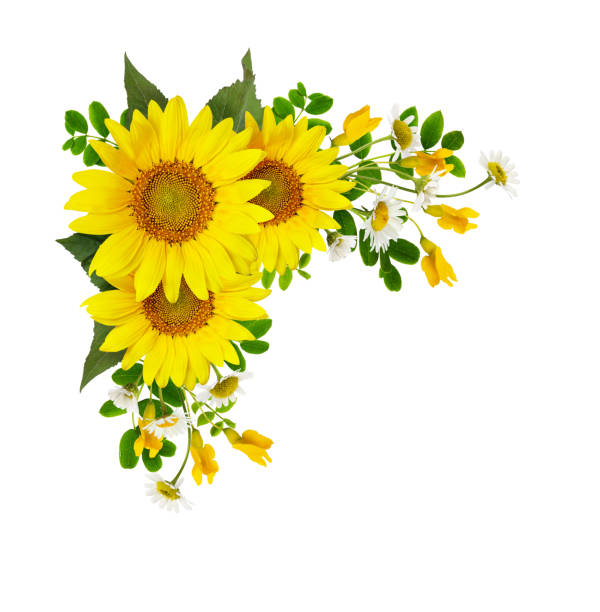 Download Sunflower In Corner Stock Photos, Pictures & Royalty-Free ...