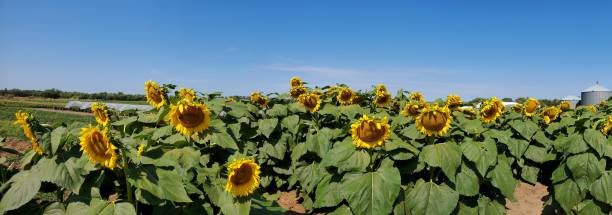 Sunflowers Galore 2021 stock photo