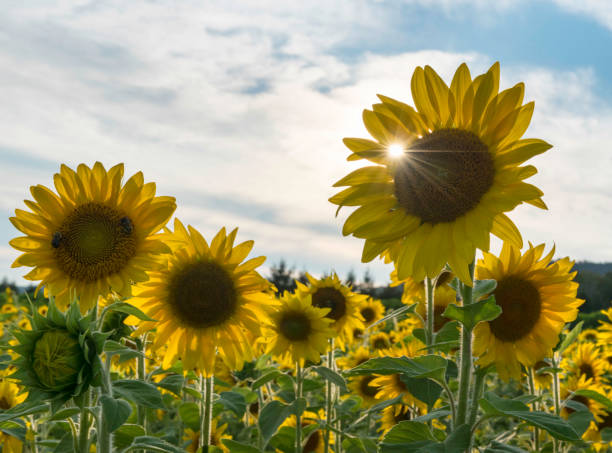 Sunflowers in a Field in August stock photo