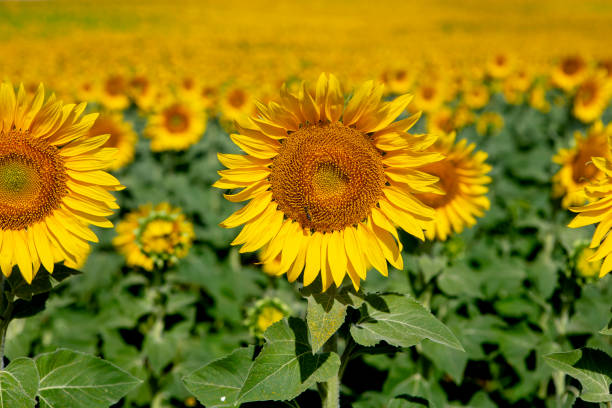 Sunflowers in bloom stock photo