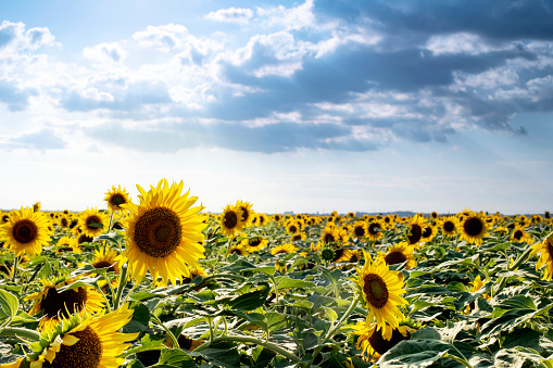 Sunflowers in the field. Yellow beautiful blooming sunflowers against the blue sky with clouds. Harvest time, agriculture, farming, natural background. Landscape with flowers. Sunflower seeds, vegetable oil.